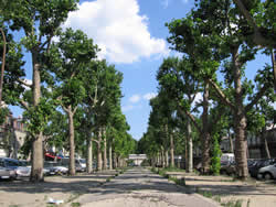 avenue