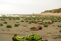 Bananen op Ameland