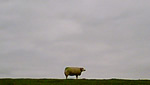 schaap