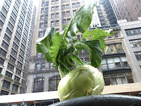 NY veg