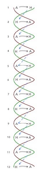 intersection double helix