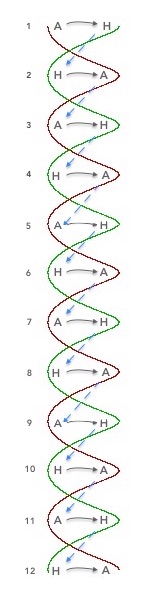 intersection double helix