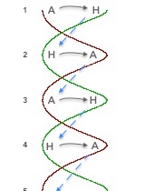 intersection double helix