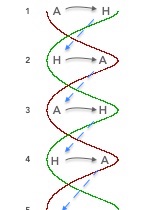 ...the double helix of a musical DNA... intersection double helix