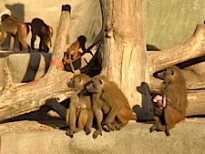baboons vincennes